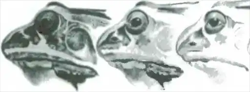����� ��������.