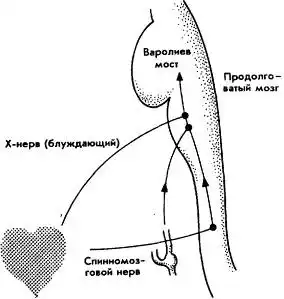 Мозг фирмы.