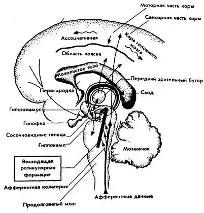 Мозг фирмы.