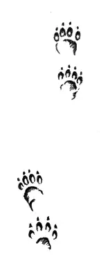 Ñïóòíèê ñëåäîïûòà.