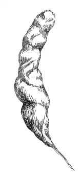 Ñïóòíèê ñëåäîïûòà.
