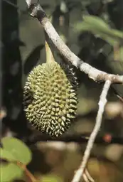 ������������� �����: ����������� � ������������ �����, ������� ���� ����