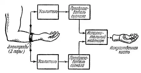Беседы о бионике.