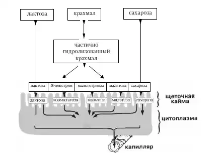 Диетология: Руководство.