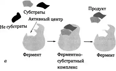 Эволюция Вселенной и происхождение жизни.