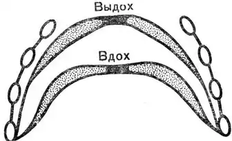 Физиология человека.