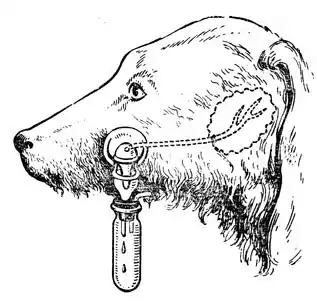 Физиология человека.