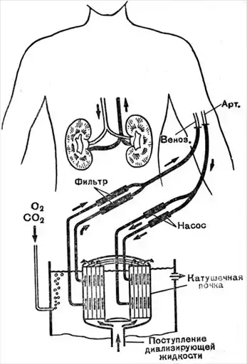 Физиология человека.