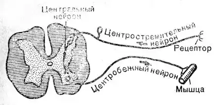 Физиология человека.