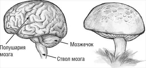 Хрупкий мозг. Инсульту не быть?