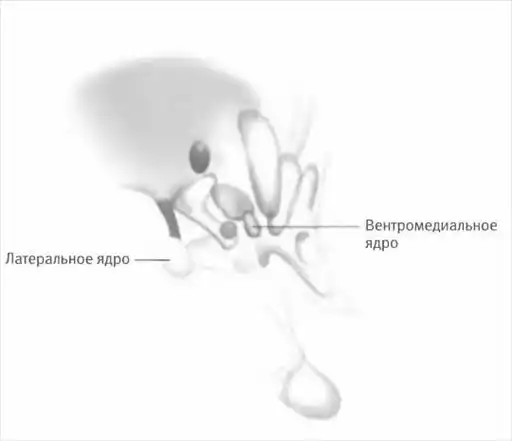 Как работает мозг.