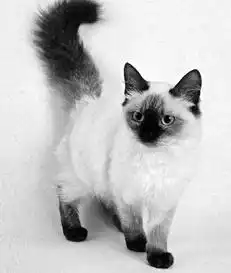 Кормление кошек.