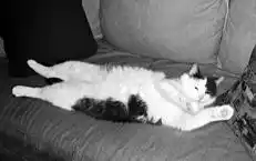 Кормление кошек.