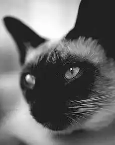 Кормление кошек.
