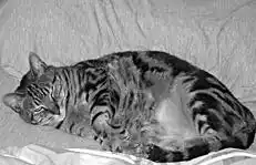 Кормление кошек.
