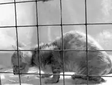 Кормление кошек.