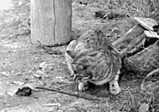 Кормление кошек.