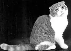Кормление кошек.