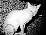 Кошки - сфинксы.