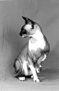 Кошки - сфинксы.