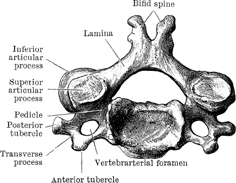��������. Encyclopedia Pathologica.