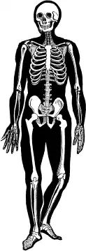 ��������. Encyclopedia Pathologica.
