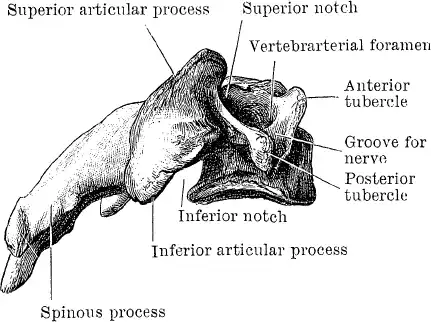 ��������. Encyclopedia Pathologica.