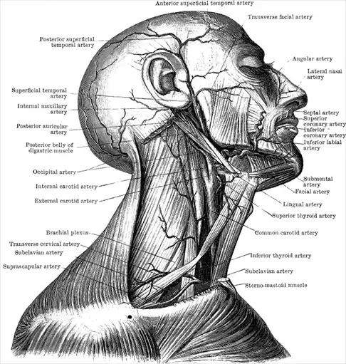 ��������. Encyclopedia Pathologica.