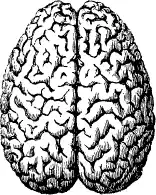 ��������. Encyclopedia Pathologica.