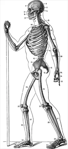 ��������. Encyclopedia Pathologica.