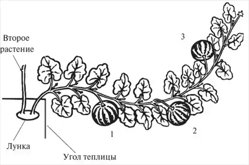 Моим огородникам.