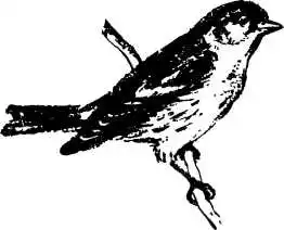 ��� ����� ������.