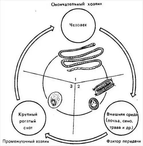 Медицинская паразитология.