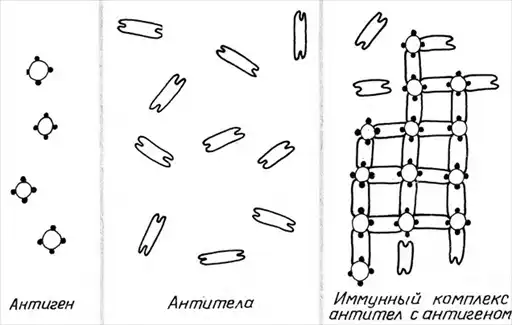 Парадоксы иммунологии.