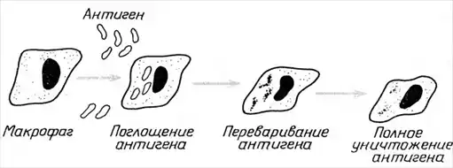 Парадоксы иммунологии.