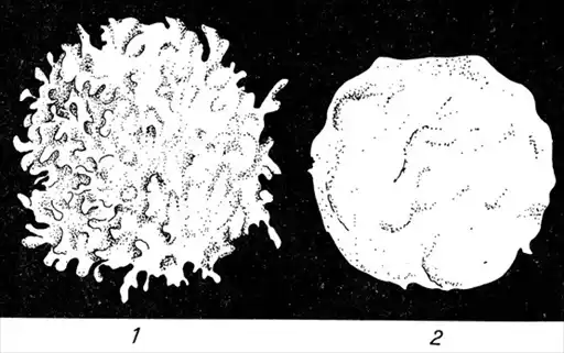 Парадоксы иммунологии.