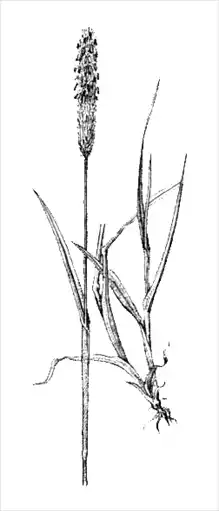 ��������������� ��������.