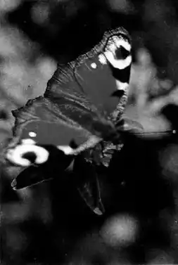 ����������� � ������������ ���.