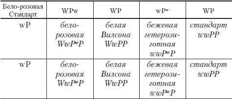Шиншилла от А до Я.
