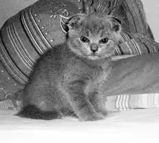 Шотландские вислоухие кошки.