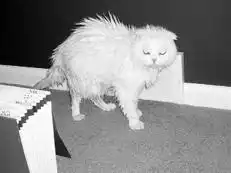 Шотландские вислоухие кошки.