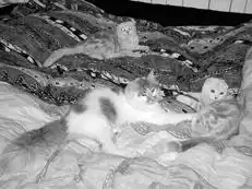 Шотландские вислоухие кошки.