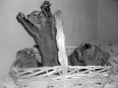 Шотландские вислоухие кошки.