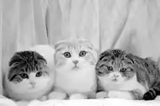 Шотландские вислоухие кошки.