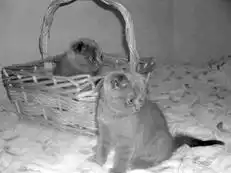 Шотландские вислоухие кошки.