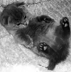 Шотландские вислоухие кошки.