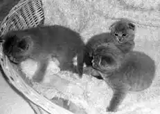 Шотландские вислоухие кошки.