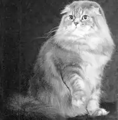 Шотландские вислоухие кошки.
