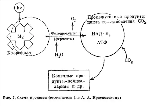 Солнечный луч.