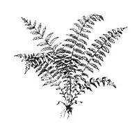 �������� ��������.